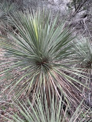 Yucca constricta