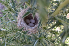 Polystictus pectoralis