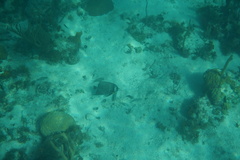 Pomacanthus arcuatus