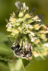 Megachile rotundata