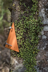 Bulbophyllum pygmaeum