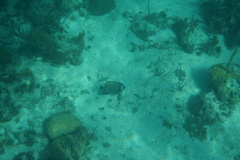 Pomacanthus arcuatus