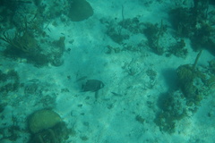 Pomacanthus arcuatus