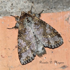 Disphragis tharis