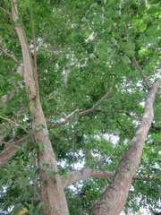 Pterocarpus indicus