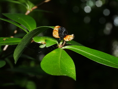 Pittosporum cornifolium