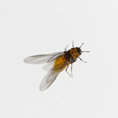 Phylloxera caryaeglobuli