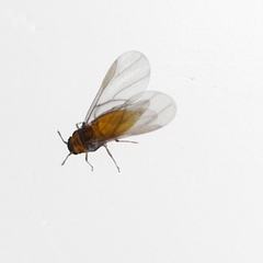 Phylloxera caryaeglobuli