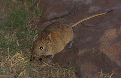 Elephantulus myurus