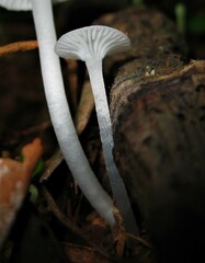 Gloiocephala quercetorum