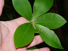 Pittosporum cornifolium