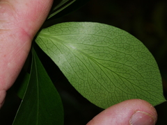 Pittosporum cornifolium