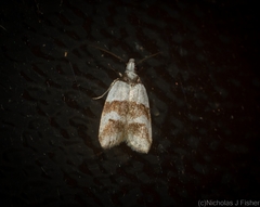 Eulechria triferella