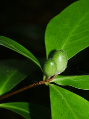 Pittosporum cornifolium