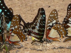 Graphium policenes
