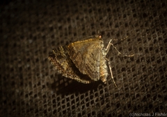 Crasilogia gressitti