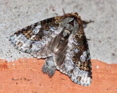 Disphragis tharis