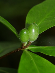 Pittosporum cornifolium
