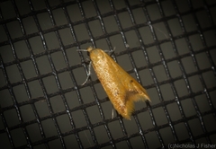 Aeolothapsa malacella