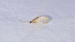 Hemerobius