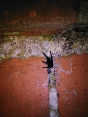 Segestria florentina