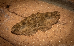 Paradromulia ambigua
