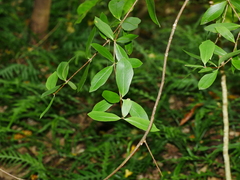 Pittosporum cornifolium