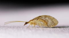 Hemerobius