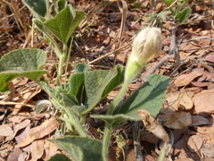 Cucurbitales