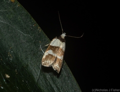 Eulechria triferella