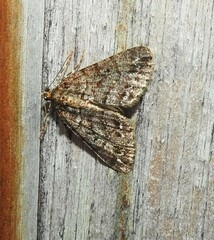 Pseudocoremia productata