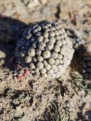 Conophytum breve
