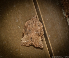 Meritastis ursina