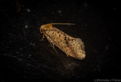 Azaleodes micronipha