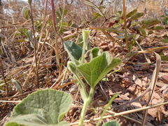 Cucurbitales