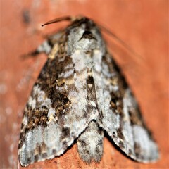 Disphragis tharis