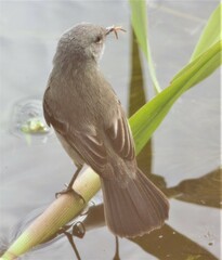 Serpophaga nigricans