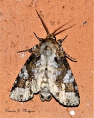 Disphragis tharis