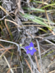 Wahlenbergia gymnoclada