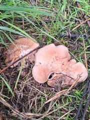 Clitocybe brunneocephala