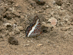 Charaxes brutus