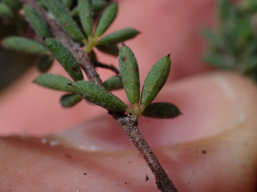 Image of Indigofera quinquefolia by (c) Ren Hoekstra, some rights reserved (CC BY)