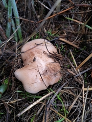 Clitocybe brunneocephala
