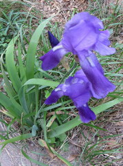 Iris pallida illyrica