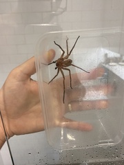 Heteropoda