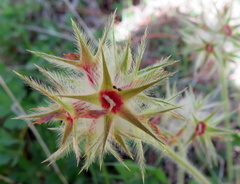 Trifolium stellatum