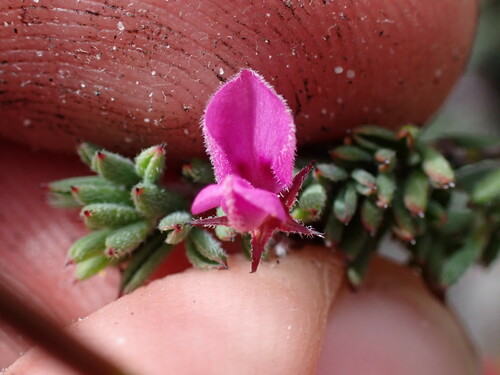 Image of Indigofera quinquefolia by (c) Ren Hoekstra, some rights reserved (CC BY)