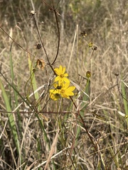 Bidens mitis