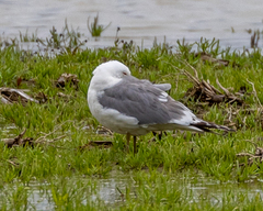 Larus californicus