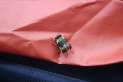 Sericomyia flagrans